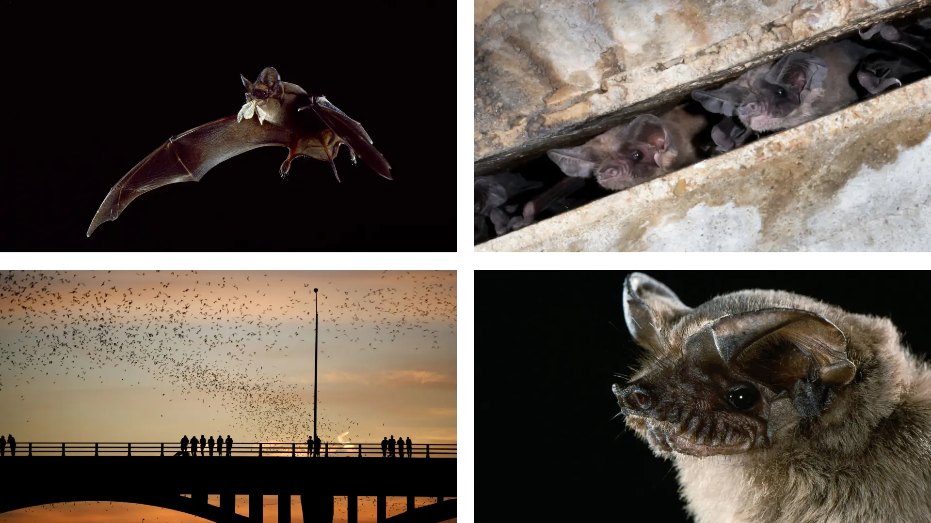 What Is it Like to Be a Bat?